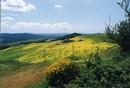 Tuscanny 2